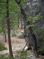 Mule deer (Category:  Rock Climbing, Tree Climbing)