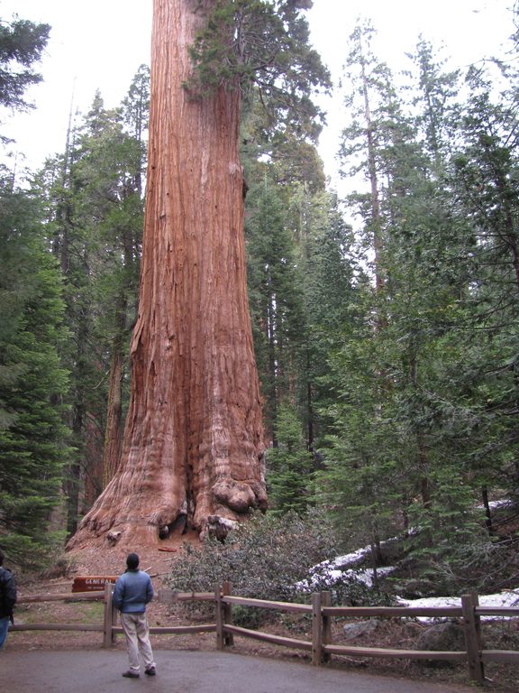 Mark standing in front of the General Grant tree. (Category:  Rock Climbing, Tree Climbing)