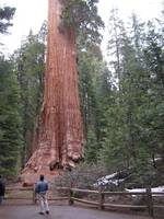 Mark standing in front of the General Grant tree. (Category:  Rock Climbing, Tree Climbing)
