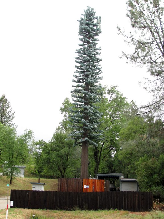 In Midpines I can make phone calls for the first time in ten days. (Category:  Rock Climbing, Tree Climbing)