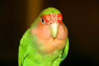 Skittles is the newest bird. (Category:  Family)