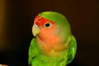 He is a hand tame love bird, which apparently is pretty rare. (Category:  Family)