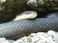 I got this shot of a huge black rat snake with Kristina's camera. (Category:  Rock Climbing)