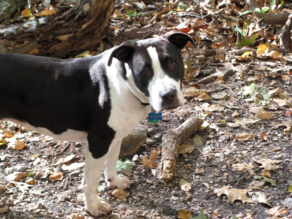 Stella! (Category:  Rock Climbing)