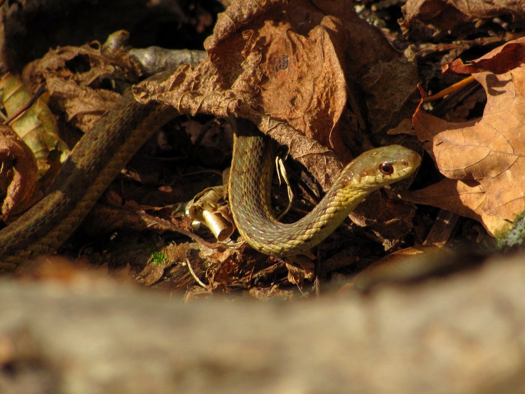 Good morning Mr. Snake! (Category:  Rock Climbing)