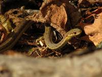 Good morning Mr. Snake! (Category:  Rock Climbing)