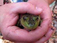 Tara's frog. (Category:  Rock Climbing)