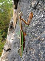 Cool praying mantis in the middle of Hans Puss. (Category:  Rock Climbing)