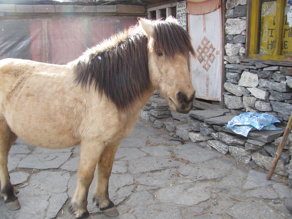 Kumba the pony. (Category:  Travel)