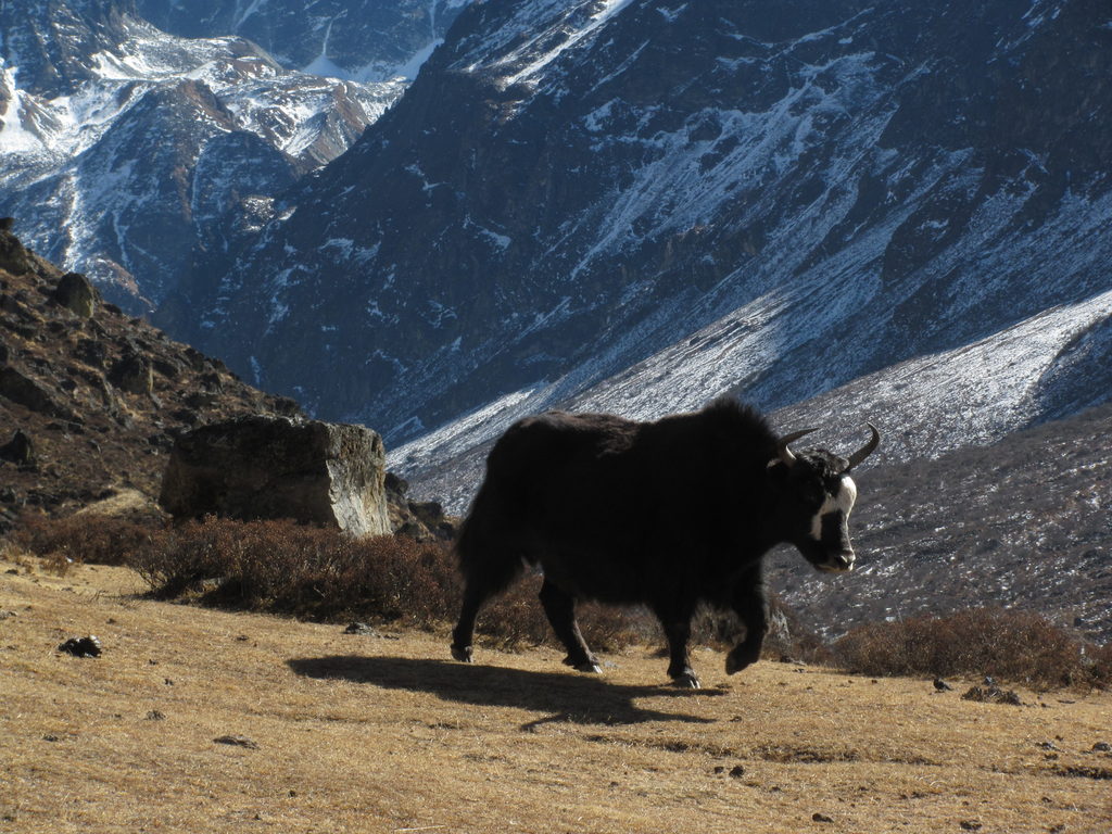 Yak (Category:  Travel)