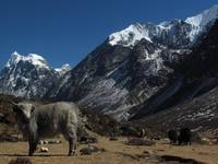 Baby yak with Langshisa Ri and Gang Chhenpo in the background. (Category:  Travel)