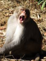 Langur monkey. That is a yawn, not a snarl. (Category:  Travel)