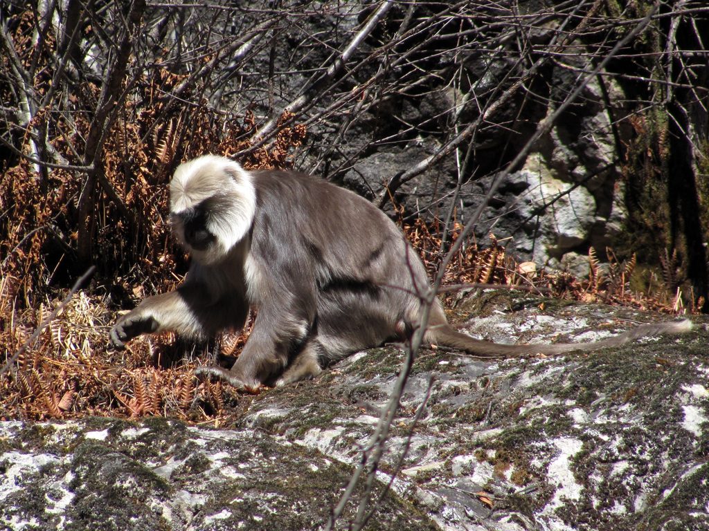Langur monkey (Category:  Travel)