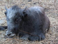 Baby yak (Category:  Travel)
