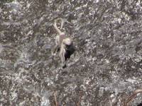 Langur Monkeys (Category:  Travel)