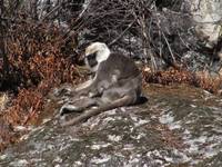 Langur Monkeys (Category:  Travel)