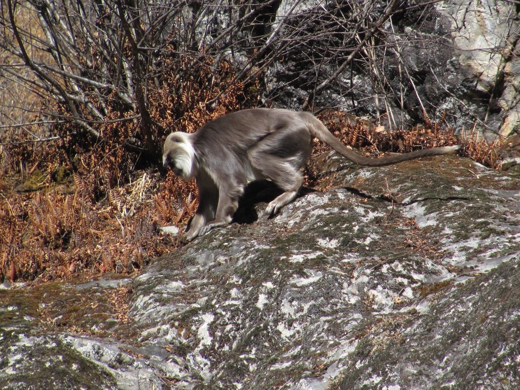 Langur Monkeys (Category:  Travel)