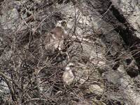 Langur Monkeys (Category:  Travel)