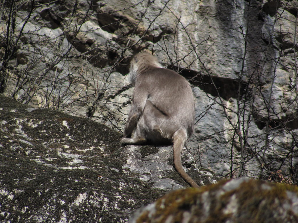 Langur Monkeys (Category:  Travel)