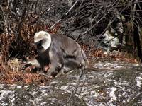 Langur Monkeys (Category:  Travel)