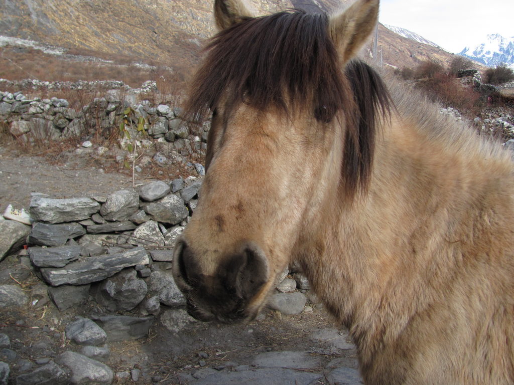 Kumba the pony. (Category:  Travel)