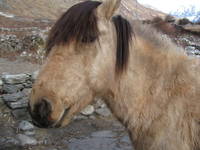 Kumba the pony. (Category:  Travel)