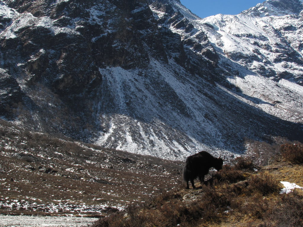 Yak (Category:  Travel)