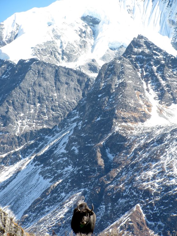 Yak in front of Gang Chhenpo. (Category:  Travel)