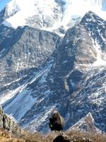 Yak in front of Gang Chhenpo. (Category:  Travel)