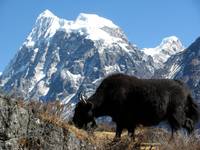 Yak in front of Langshisa Ri. (Category:  Travel)