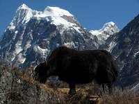 Yak in front of Langshisa Ri. (Category:  Travel)