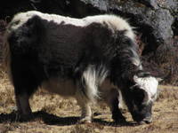 Yak (Category:  Travel)