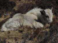 Baby yak (Category:  Travel)