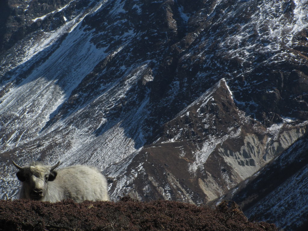Baby yak (Category:  Travel)