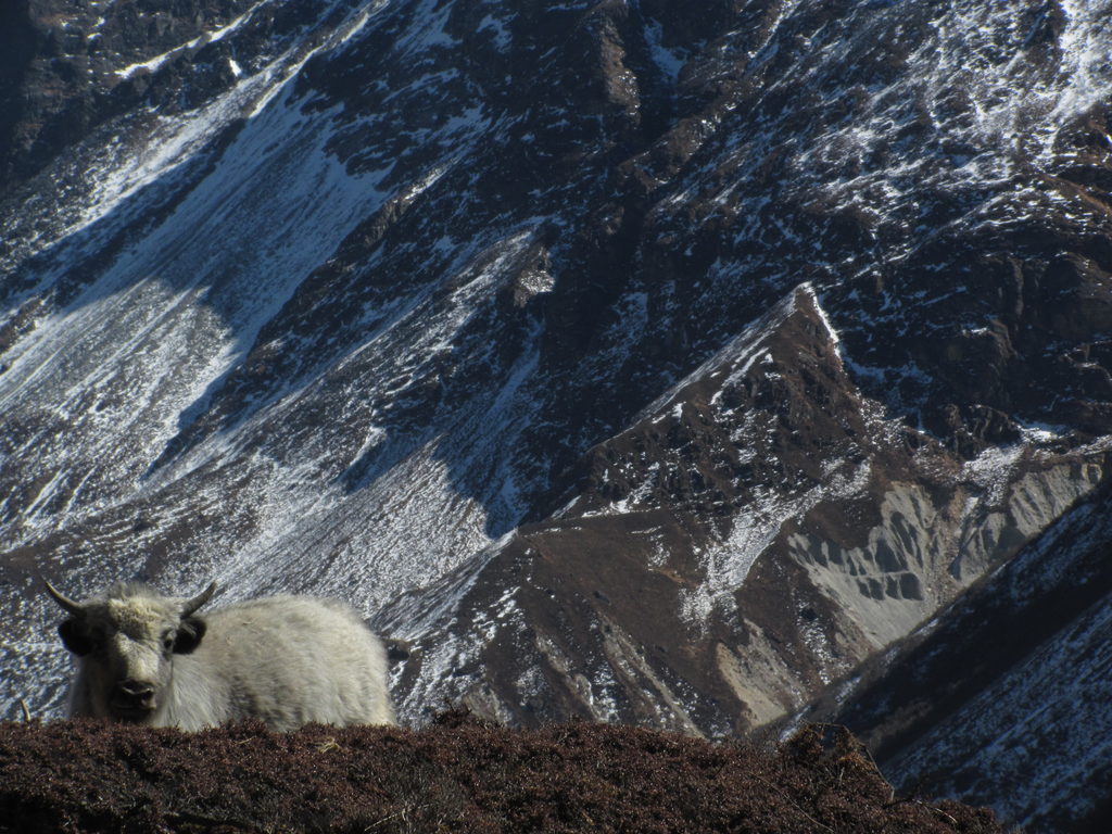 Baby yak (Category:  Travel)