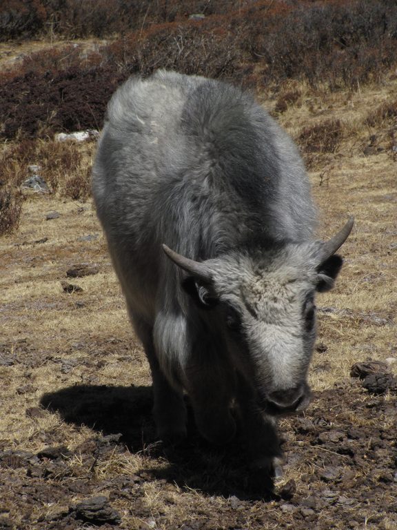 Baby yak (Category:  Travel)