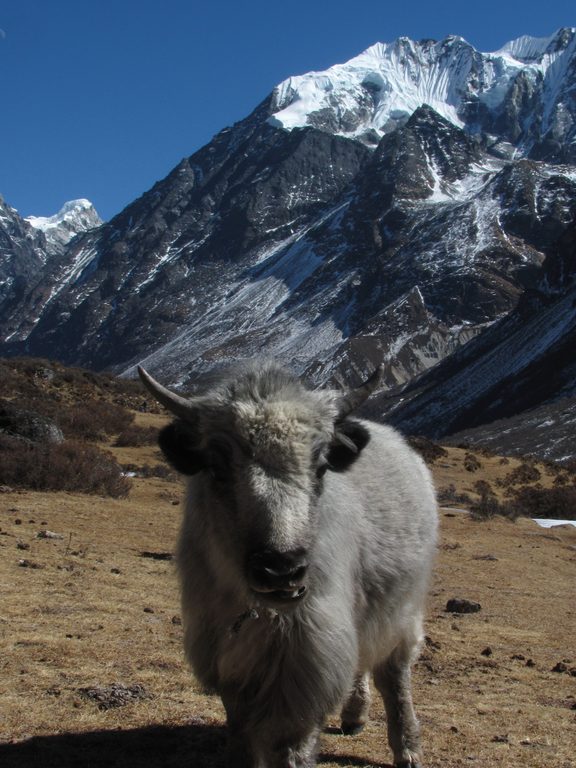 Baby yak with Gang Chhenpo in the background. (Category:  Travel)