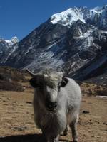Baby yak with Gang Chhenpo in the background. (Category:  Travel)
