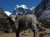 Baby yak with Langshisa Ri in the background. (Category:  Travel)