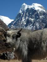 Baby yak with Langshisa Ri in the background. (Category:  Travel)