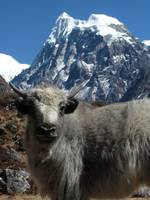 Baby yak with Langshisa Ri in the background. (Category:  Travel)