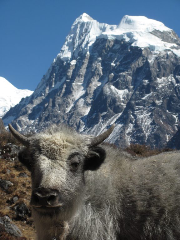 Baby yak with Langshisa Ri in the background. (Category:  Travel)