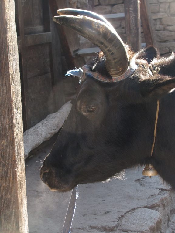 Yak (Category:  Travel)