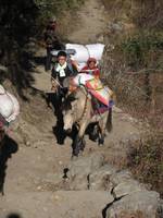 Young walking among the pack animals. (Category:  Travel)