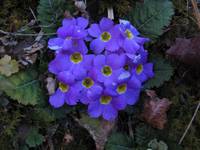 Flowers on the trail. (Category:  Travel)