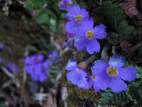 Flowers on the trail. (Category:  Travel)