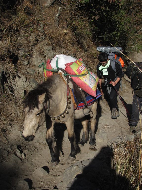 Young looking like a pack animal :) (Category:  Travel)