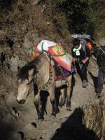 Young looking like a pack animal :) (Category:  Travel)