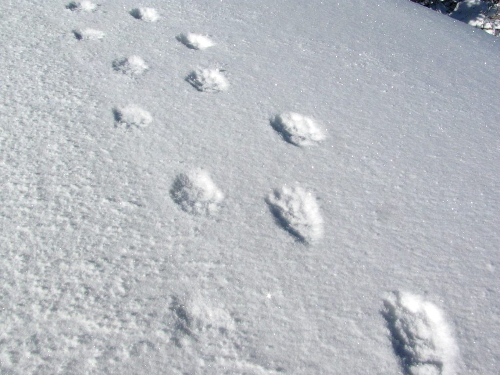 Red Panda tracks! (Category:  Travel)