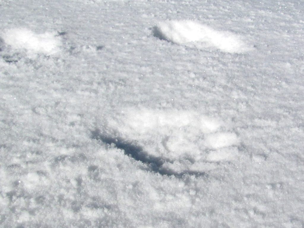 Red Panda tracks! (Category:  Travel)